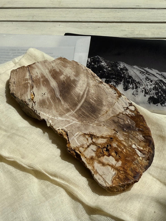 | a_flow | petrified tree  dish from Adjara
