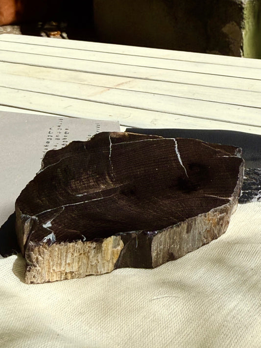| a_flow | Petrified tree from Adjara